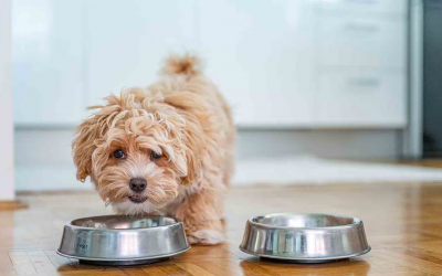 Beyond the Bowl: Exploring Non-Food Allergies in Dogs