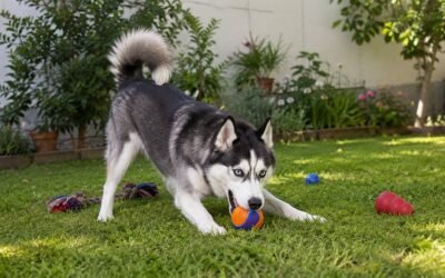 How to Choose the Right Siberian Husky Dog Food for Your Pet