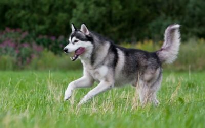What Can Siberian Huskies Eat? Safe Foods and Foods to Avoid